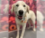 Small #2 Great Pyrenees