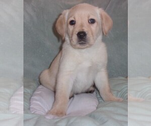 Labrador Retriever Puppy for sale in CALIENTE, CA, USA