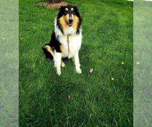 Collie Dogs for adoption in BRISTOL, WI, USA