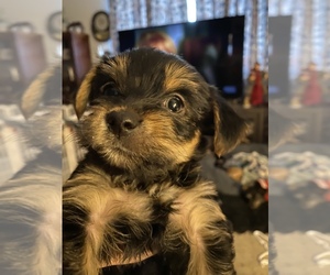 Yorkshire Terrier Puppy for sale in GREENVILLE, PA, USA