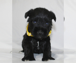 Small #1 Schnauzer (Miniature)