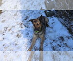 Small #23 German Shepherd Dog