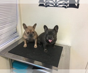 Father of the French Bulldog puppies born on 11/03/2022