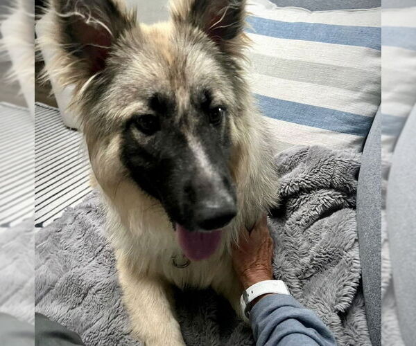 Medium Photo #7 German Shepherd Dog Puppy For Sale in San Juan Capistrano, CA, USA