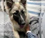 Small #6 German Shepherd Dog