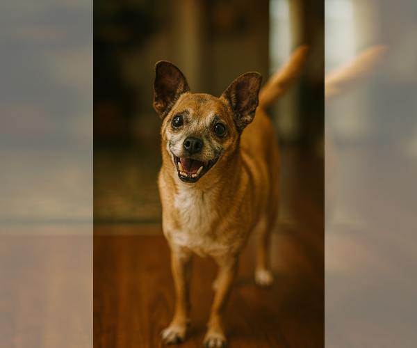 Medium Photo #1 Rat-Cha Puppy For Sale in Phoenix, AZ, USA