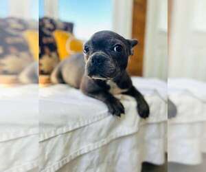 French Bulldog Puppy for sale in ALGOOD, TN, USA