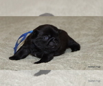 Small #4 Pug