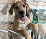 Puppy Pink Great Dane