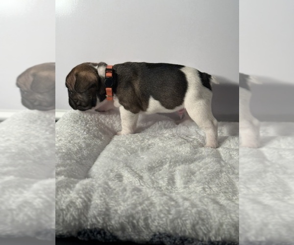Medium Photo #12 French Bulldog Puppy For Sale in OLYMPIA, WA, USA