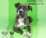 Small #1 Boxer Mix