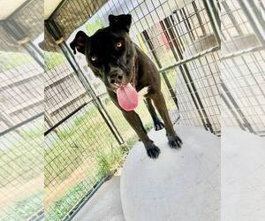 Labrador Retriever-Unknown Mix Dogs for adoption in Shreveport, LA, USA