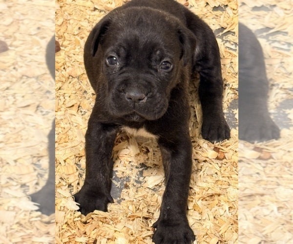 Medium Photo #4 Cane Corso Puppy For Sale in BEAVERDAM, VA, USA