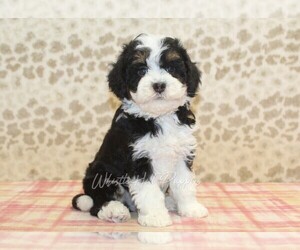 Miniature Bernedoodle Puppy for sale in DENVER, PA, USA