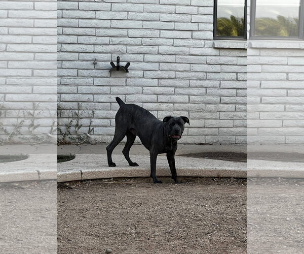 Medium Photo #9 Mutt Puppy For Sale in Goodyear, AZ, USA