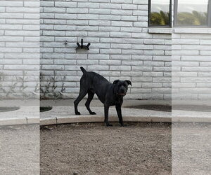 Diamond - Female Mutt Dog for Adoption - Photo #9