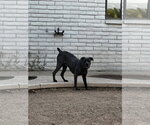 Small #8 Mutt