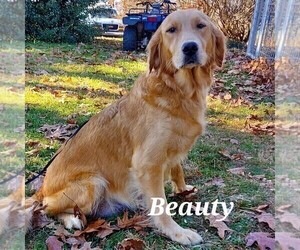 Mother of the Golden Retriever puppies born on 05/22/2025