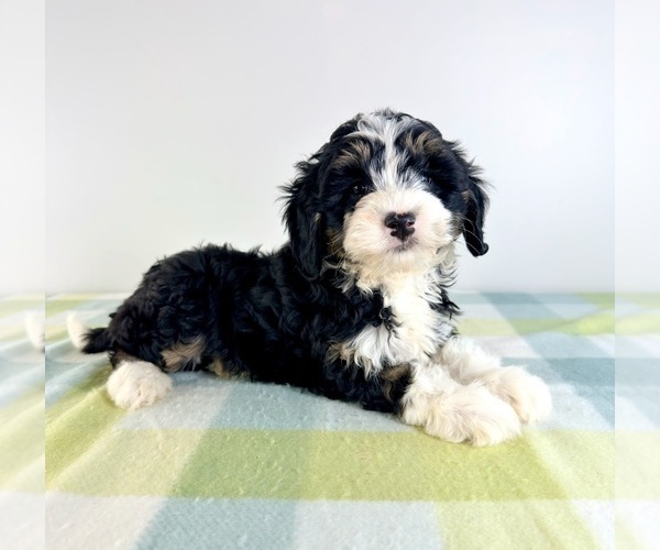 Medium Photo #1 Bernedoodle (Miniature) Puppy For Sale in GREENFIELD, IN, USA