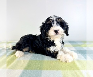 Bernedoodle (Miniature) Puppy for Sale in GREENFIELD, Indiana USA