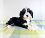 Image preview for Ad Listing. Nickname: Bonnie