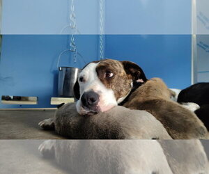 Maple - Female Mutt Dog for Adoption - Photo #2