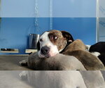 Small #1 Mutt