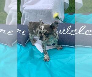 French Bulldog Puppy for sale in JACKSONVILLE, FL, USA