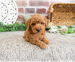 Small #14 Poodle (Miniature)