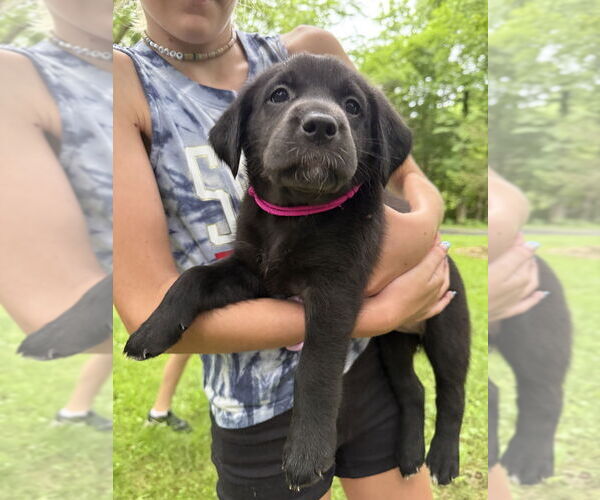 Medium Photo #1 Golden Labrador Puppy For Sale in Aurora, IN, USA
