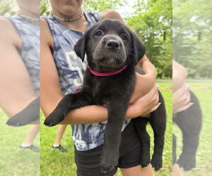 Golden Labrador Dogs for adoption in Aurora, IN, USA