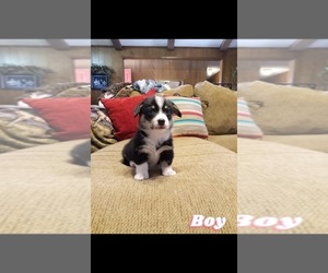 Pembroke Welsh Corgi Puppy for sale in LOOP, TX, USA