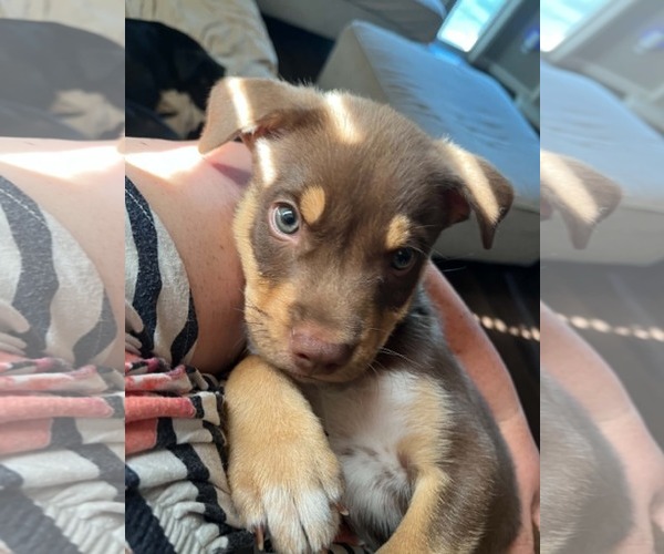 Medium Photo #2 Australian Kelpie-Unknown Mix Puppy For Sale in Visalia, CA, USA