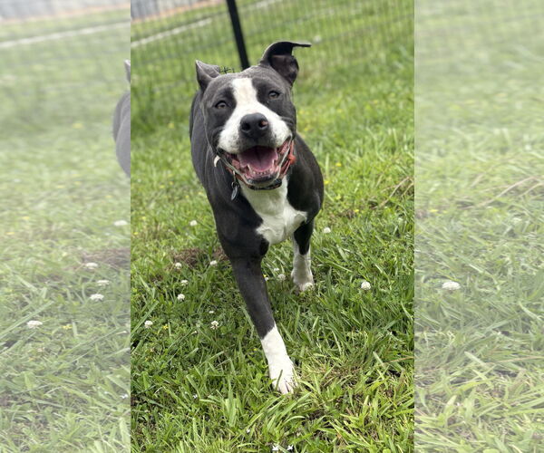 Medium Photo #1 American Pit Bull Terrier-Unknown Mix Puppy For Sale in Virginia Beach, VA, USA