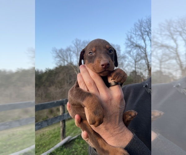 Medium Photo #8 Doberman Pinscher Puppy For Sale in CAMPTON, KY, USA