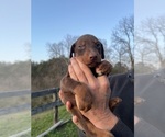 Small #7 Doberman Pinscher