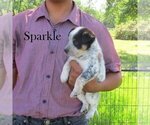 Puppy Sparkle Australian Cattle Dog-Border Collie Mix