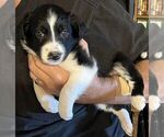 Puppy JR Etta Border Collie