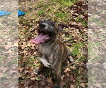 Small #5 Labrador Retriever-Plott Hound Mix