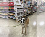 Small #2 Boxer Mix