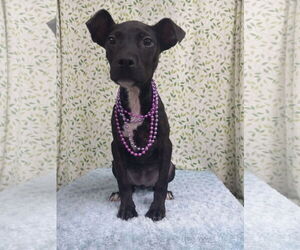 Mutt Dogs for adoption in Murfreesboro, NC, USA