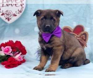 German Shepherd Dog Puppy for sale in LANCASTER, PA, USA