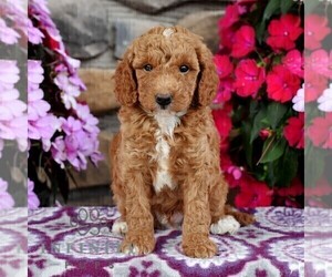 Miniature Labradoodle Puppy for sale in MILL HALL, PA, USA