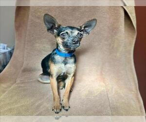 Chihuahua Dogs for adoption in Rancho Cucamonga, CA, USA