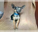 Small Chihuahua