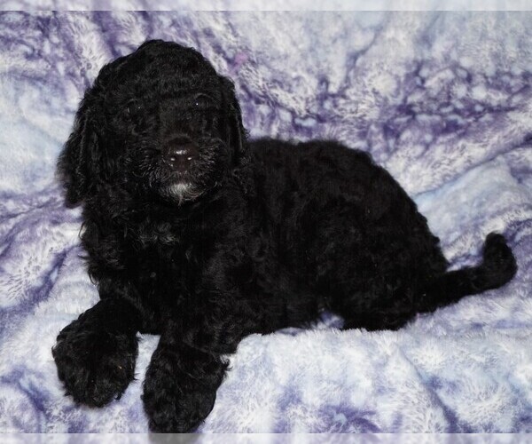 Medium Photo #4 Labradoodle Puppy For Sale in LA HABRA, CA, USA