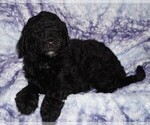 Small #3 Labradoodle