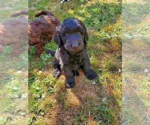Goldendoodle Puppy for Sale in CASTLE ROCK, Washington USA