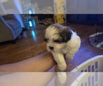 Small #5 Shih Apso