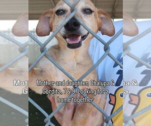 Chihuahua Dogs for adoption in Stratham, NH, USA
